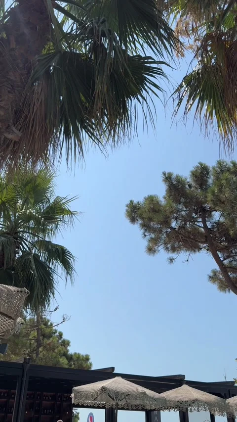 Palm Trees and Pine Branches Under Clear Sky in Golem Albania Video stock 343392271