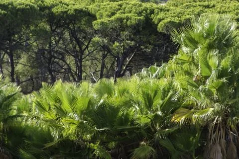 Palm trees and pine trees Stock Photos