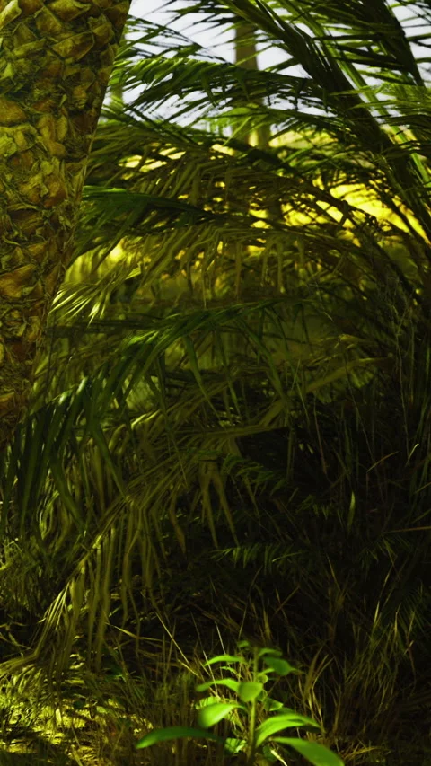 Palm trees and pineapple plant grow in a garden setting during daytime hours Stock Footage 335962946