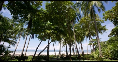 Palm trees and pool on private beach Stock-Footage 127130536