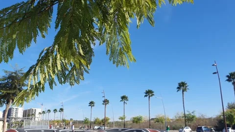 Palm trees and pump track in Dos Hermanas, Andalusia. Spain. Stock Footage 224869793