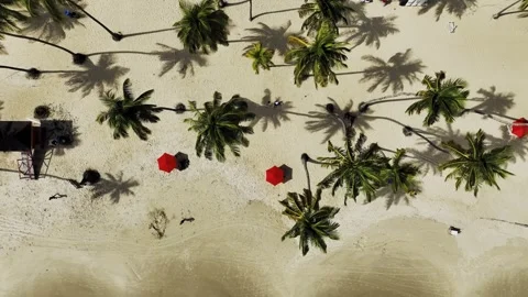 Palm Trees and Red Umbrellas on White Sand Beach Stock Footage 310941718