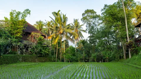 Palm trees and rice fields landscape Video stock 306774277