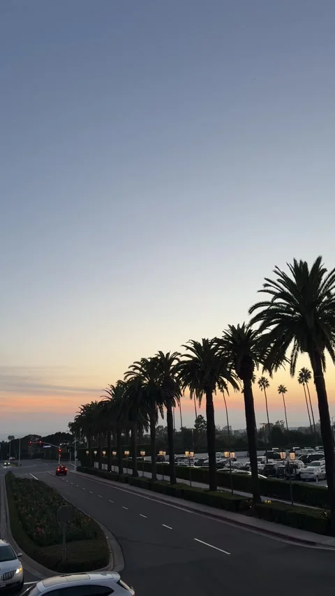 Palm trees and road with traffic at sunset Newport Beach Stock Footage 326071990