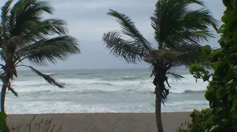 Palm Trees and Rough Ocean Waves Video stock 8839785