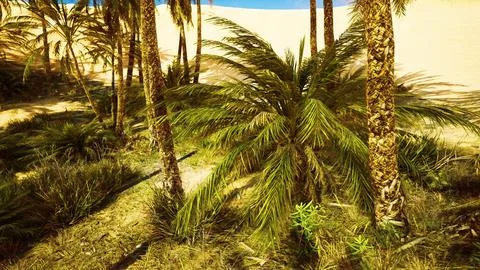 Palm trees and the sand dunes in Oasis Stock Illustration