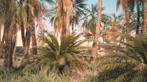 Palm trees and the sand dunes in Oasis Stock Illustration
