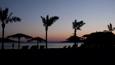 Palm trees and sandy beach at sunset Stock Footage 161419657