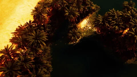 Palm trees and sandy beach on a tropical island during sunset Stock Footage 345013214