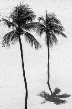 Palm Trees and Shadows Stock Photos