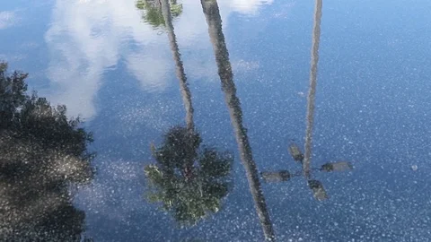Palm trees and sky with clouds reflected in the water in a puddle. Stock Footage 118096179