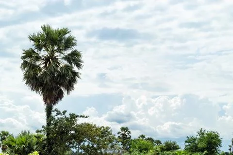 The palm trees and the sky with clouds beautiful. Stock Photos