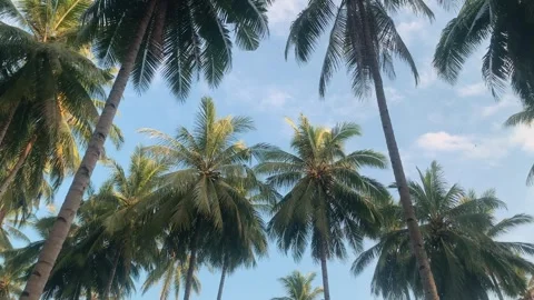Palm Trees and Sky. Stock Footage 295370719