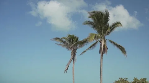 PALM TREES AND SKY Vidéo 300052758
