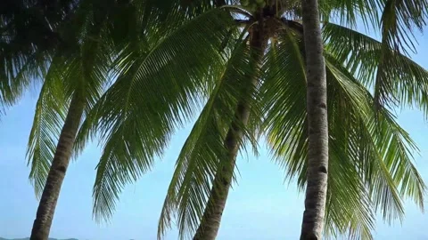 Palm Trees and the sky Philippines Video stock 216006184