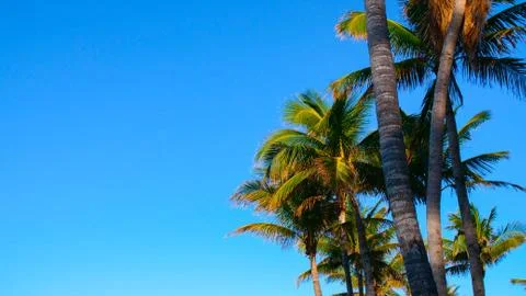 Palm Trees and Sky Stock Photos
