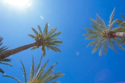 Palm trees and the sky Stock Photos