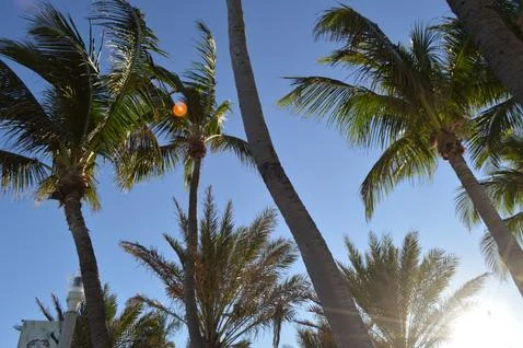 	Palm trees and the sky. Stock Photos