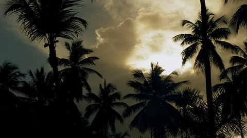 Palm trees and sky at sunset. Video stock 129402548