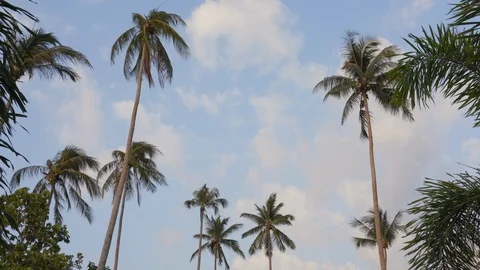 Palm Trees and Sky view on summer holiday background Stock Footage 107466721