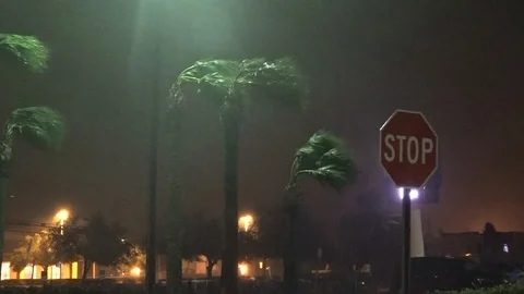 Palm Trees and Stop Sign Battered By Hurricane Matthew Stock Footage 107043728