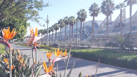 Palm trees and strelitzia crane flower, California. Palmtrees, bird of paradise. Stock Footage 200011124