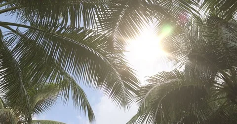 Palm trees and sun in the sky Stock Footage 73112364