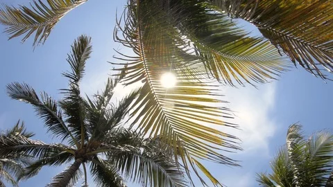 Palm Trees And Sun In South Beach Miami Florida USA Stock Footage