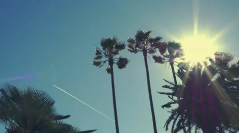 Palm Trees and Sun on Windy Day Stock Footage 47826653
