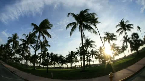 Palm trees and sunlight Ocean Drive Miami, Florida, USA Stock Footage 22178025
