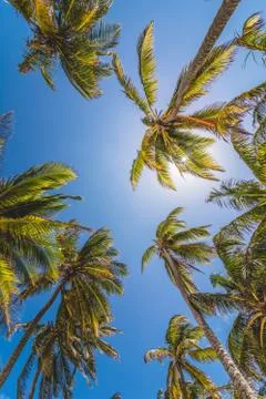 Palm Trees and Sunlight Stock-Fotos