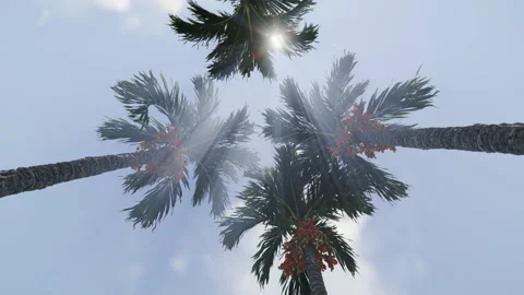 Palm trees and sunrays breaking from the top, low angle view, 4K Stock Footage 163264673