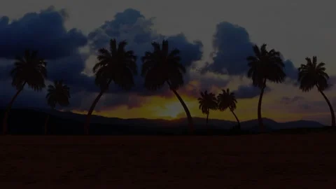 Palm trees and Sunset with cloudy sky Stock Footage 213809471