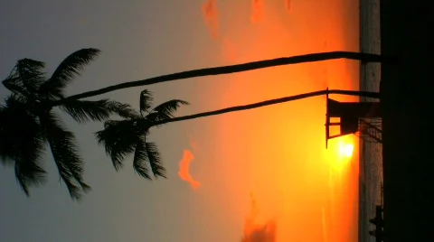 Palm trees and sunset Stock Footage 146642