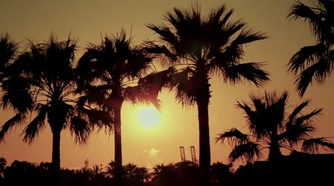 Palm Trees and the Sunset 動画素材 6759418