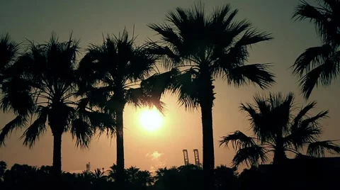 Palm Trees and the Sunset 動画素材 6761126