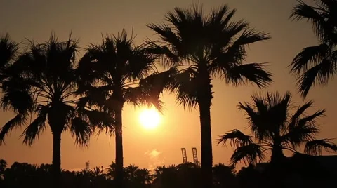 Palm Trees and the Sunset 스톡 동영상 6762859