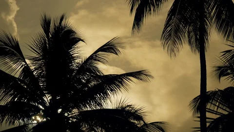 Palm trees and sunset. Stock Footage 129402444