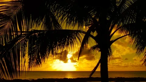 Palm Trees and Sunset Hawaii Stock Footage 71837345
