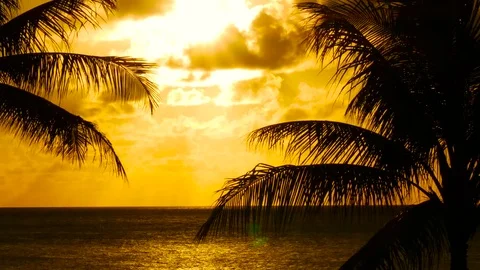 Palm Trees and Sunset Hawaii Stock Footage 71837468