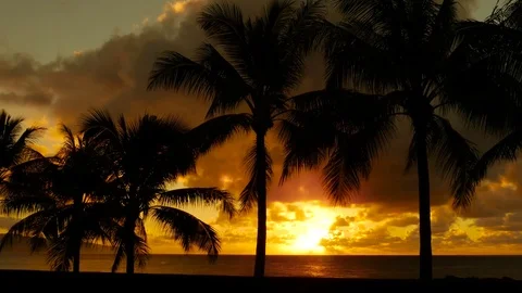 Palm Trees and Sunset Hawaii Stock Footage 71837732