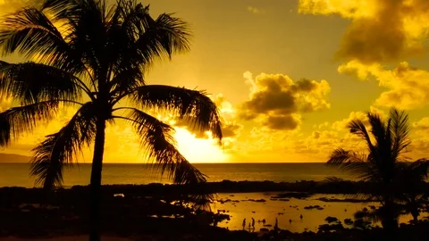 Palm Trees and Sunset Hawaii Stock Footage 71837760