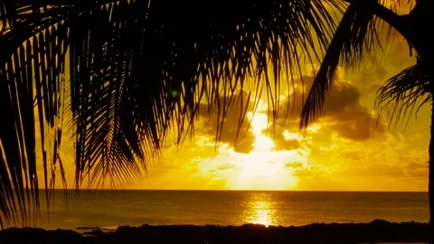 Palm Trees and Sunset Hawaii Stock Footage 71837855