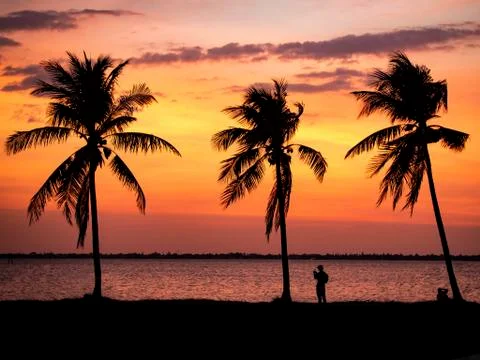 Palm Trees and sunset Stock Photos