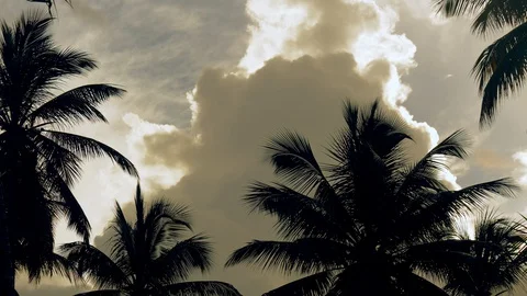 Palm trees and sunset sky. Stock Footage 129402628