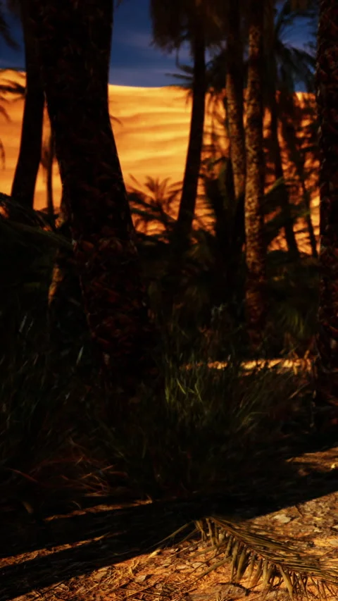 Palm trees and sunset view in a tropical landscape with golden hues Stock Footage 342336144