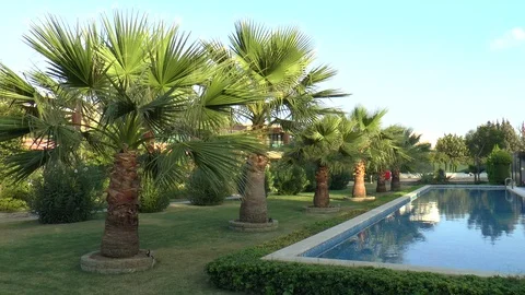 Palm Trees And Swimming Pool Stock Footage 121451851