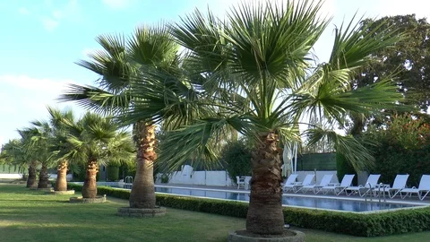 Palm Trees And Swimming Pool Stock Footage 121451938