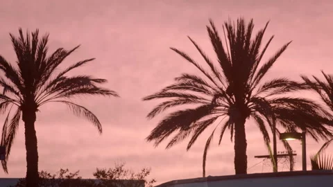 Palm Trees and Traffic Light Silhouetted Against Pink Sunset Sky Stock Footage 344615610