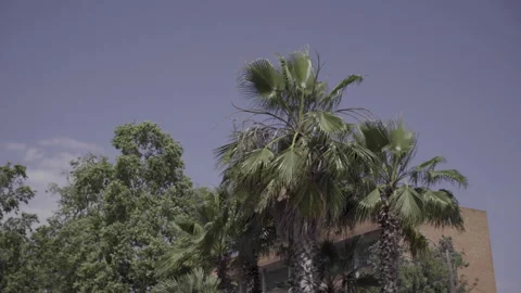 Palm trees and trees moving in the strong wind in the city. 스톡 동영상 140799205